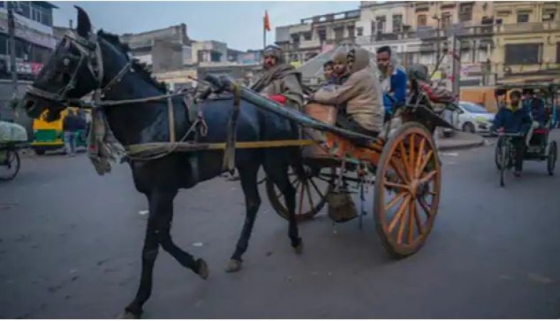 Now third party insurance of horses will also have to be done in Delhi, SDMC approved the proposal