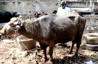 Buffalo Calf Born With Two Heads In Varanasi, See Amazing Photos