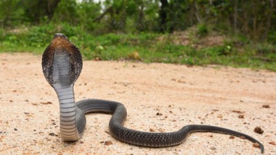 Uttar Pradesh: Cobra snake comes out of man trouser in Jhansi