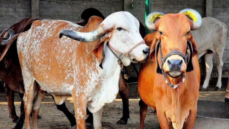'25 हजार से ज्यादा कमाने वालों की सैलरी से काटा जाए गायों के लिए पैसा', इस मंत्री ने दिया अनोखा फॉर्मूला
