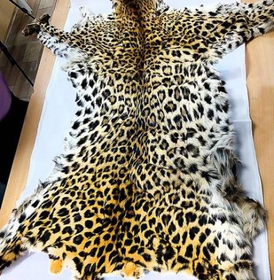 Forest department and police caught smugglers with Leopard's skin
