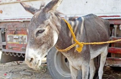 Donkeys butchered for meat to increase 'sexual power' in people