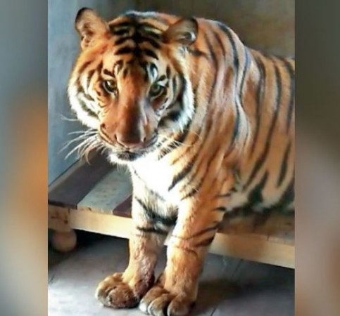 इंसानों से दाेस्ती पड़ी भारी, बाघ-बाघिन को मिली सजा