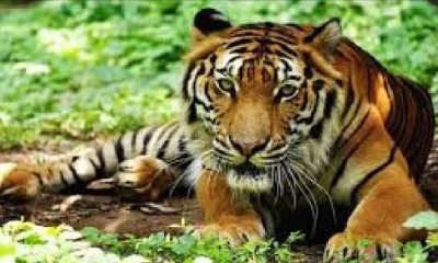 Another tiger died in Mukundpur White Safari due to Forest Department's negligence