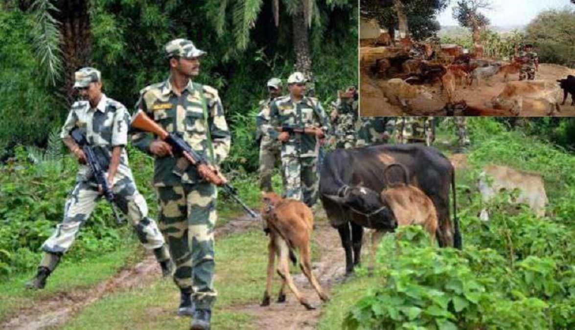 Bangladeshi Muslims stealing cows from India, BSF made big disclosure regarding animal trafficking