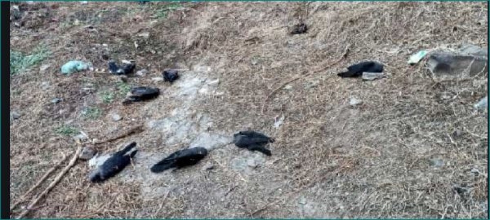 15 crows died in Khargone, bird flu virus detected in scores of dead crows