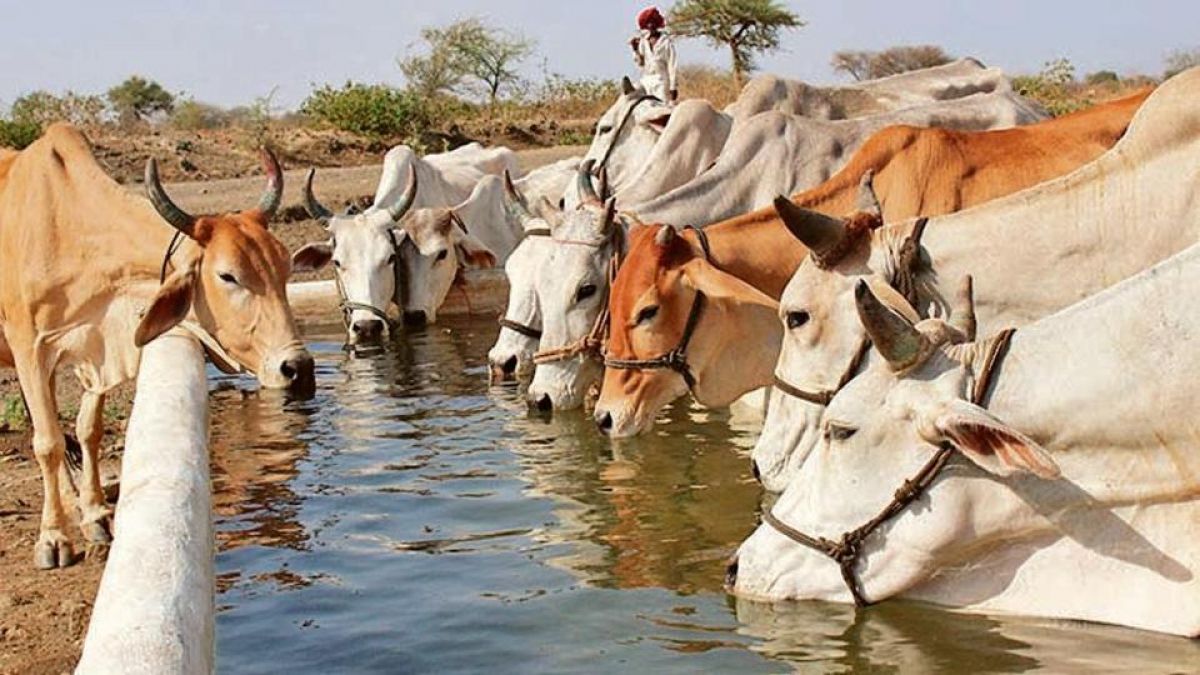 Gau Sanctuary: Minister Lakhan Singh gets angry, bad view on inspection