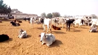 बीते पांच दिनों में 70 गायों की मौत, धृतराष्ट्र बना अलवर प्रशासन