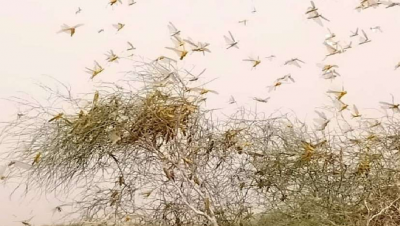 Rajasthan: Locust wreaks havoc in Pali district, all efforts of administration failed