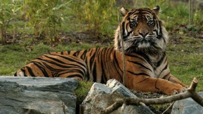 राजस्थान: टाइगर रिजर्व क्षेत्र में बाघों का आतंक, दहशत के साए में जीने को मजबूर ग्रामीण