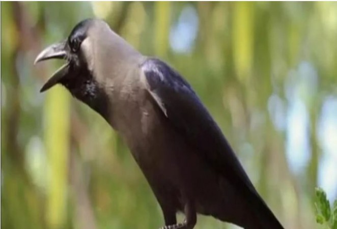 Alert about bird flu in Gujarat, Crows found dead in Mehsana