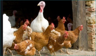Madhya Pradesh: Ban on sale of chicken after confirmation of bird flu