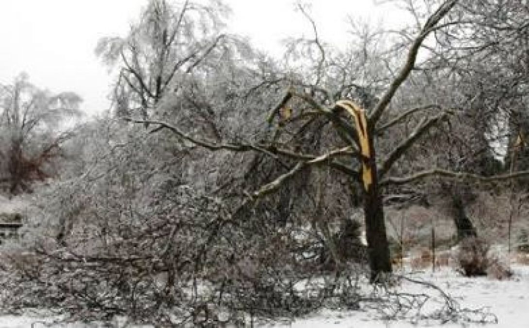भारी बर्फबारी से सेब के पेड़ों को हुआ नुकसान,  बागवानी से बचाये