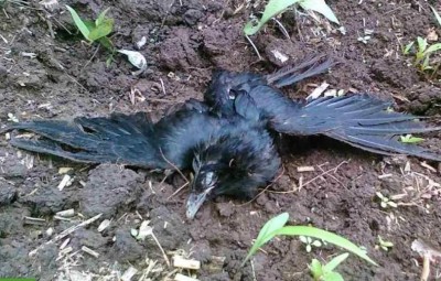 200 crows died in Delhi's Mayur Vihar due to Bird flu
