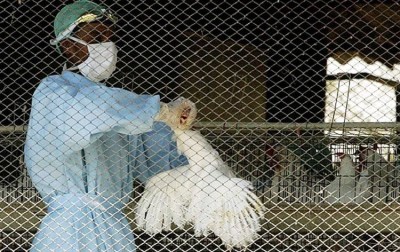 बर्ड फ्लू का खौफ, असम सरकार ने मुर्गे के आयात पर लगाई रोक