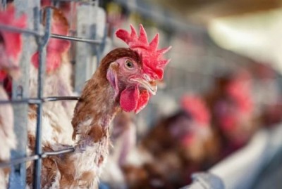 Bird flu wreaks havoc  in Haryana, one and a half million chickens to be killed