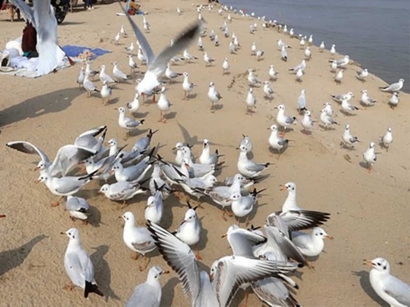 Bird flu cases recorded in 7 states including Uttar Pradesh, high alert issues in Delhi