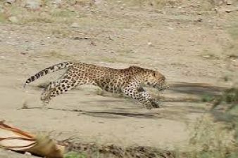 Labour fall prey to leopard in bhel area of Haridwar