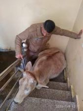 Cow trapped in three-storey house, Rescue team solved the problem