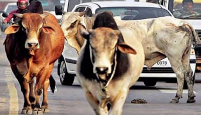 Need to declare cow as National Animal: Allahabad HC