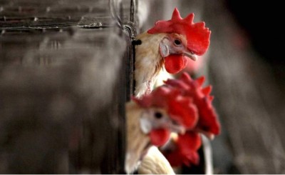 देशभर में बर्ड फ्लू से हड़कंप, कहीं पार्क बंद तो कहीं मुर्गियों को मारने के आदेश