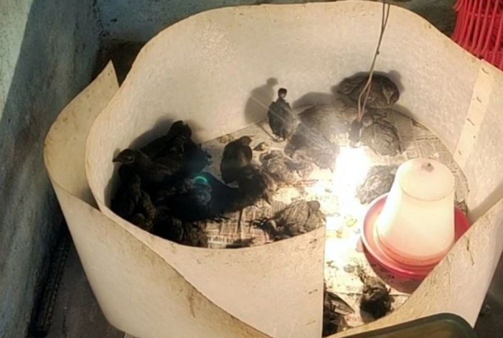 2000 chicks hit by shadow bird flu threat on dream of chicken farming