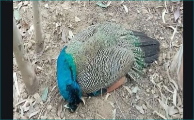 Saharanpur bird flu scare: Peacock and some pigeons found dead