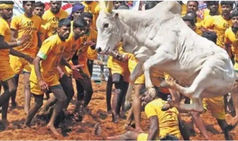 Jallikattu game starts in Tamil Nadu with guidelines due to coronavirus