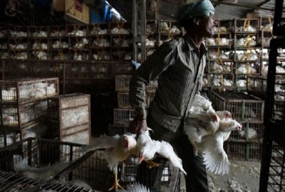 बर्ड फ्लू के बीच राहत भरी खबर, एशिया की सबसे बड़ी 'मुर्गा मंडी' के सभी सैंपल नेगेटिव