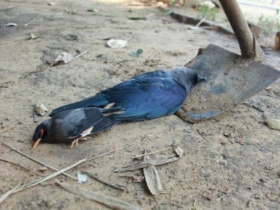 Alert issues by district administration over death of crows in Muzaffarnagar