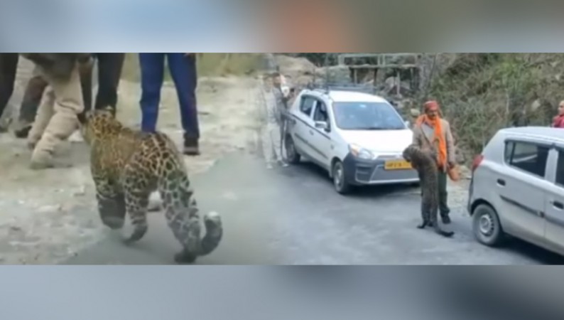 Leopard plays with tourists in Kullu, people shocked