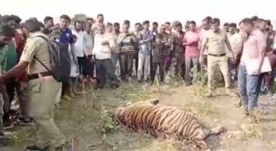 Tigress's body found wrapped in wire, stir in the dept