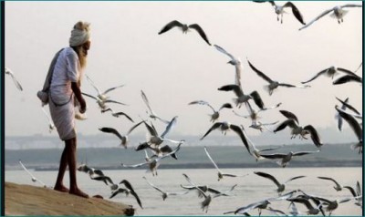 महाराष्ट्र: बढ़ रहा बर्ड फ्लू का खतरा, 382 पक्षियों की मौत से 3378 तक पहुंचा आंकड़ा