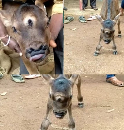 Three eyes, four holes in nose! Unique calf born