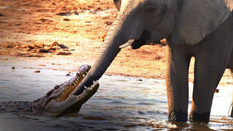 Video of elephant, crocodile goes viral on social media