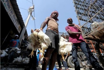 ग़ाज़ीपुर मंडी में फिर बिकना शुरू हुए मुर्गे, केजरीवाल सरकार ने हटाया प्रतिबन्ध