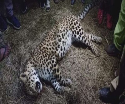 Dead body of leopard found in Aligarh, report secured after post mortem