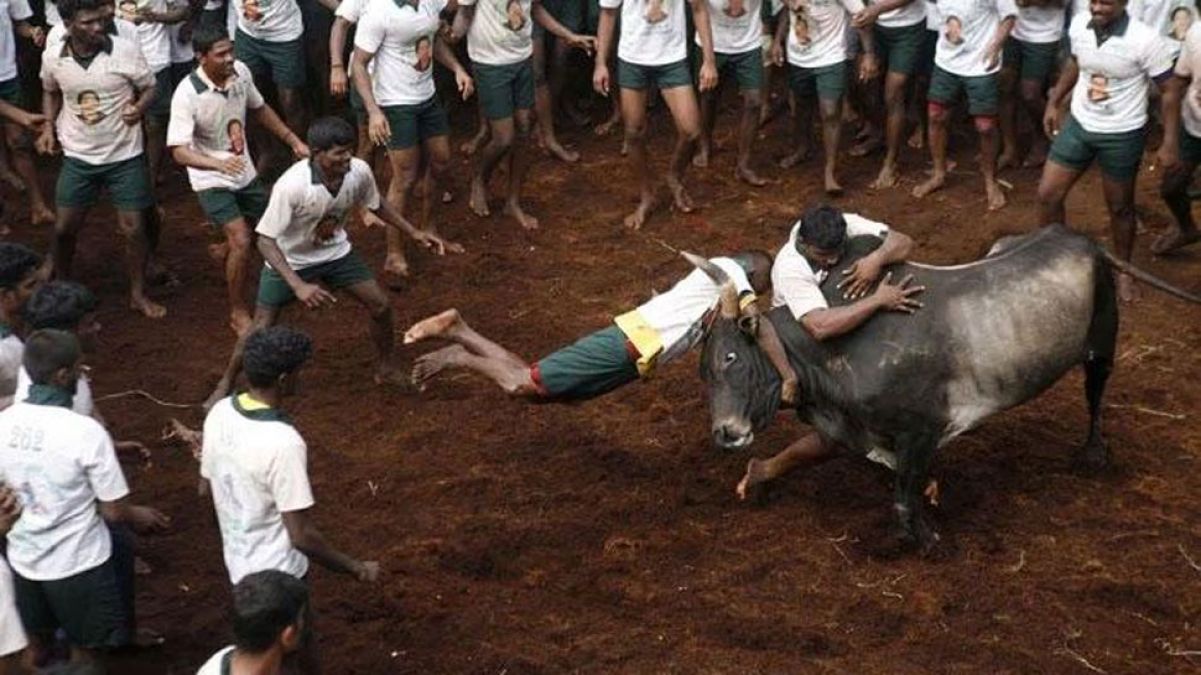 Jallikattu held again in Tamil Nadu, these many people have lost their lives so far