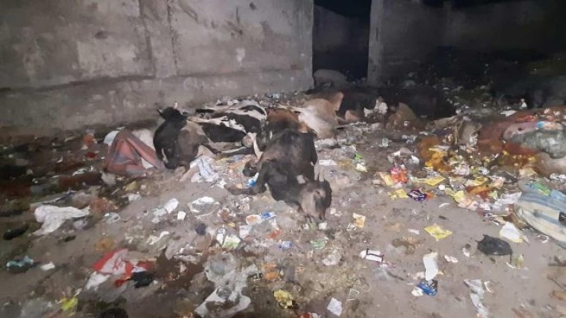 Bodies of over 1 dozen cows found in Varanasi's litter
