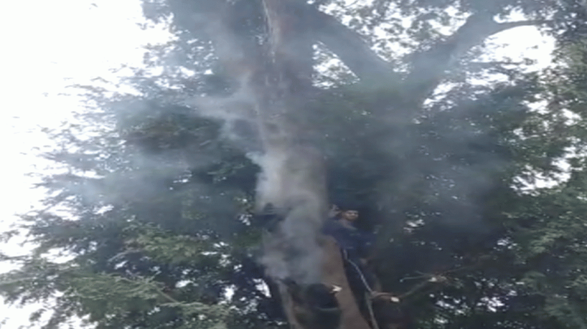 जबलपुर : इमली के पेड़ से दो दिनों से लगातार निकल रहा धुआं, लोग मान रहे दैवीय प्रकोप