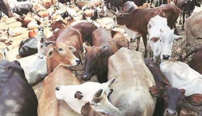 बांग्लादेश में बेचने के लिए भेजी जा रही थी सैकड़ों गाय, BSF ने इस तरह किया पर्दाफाश