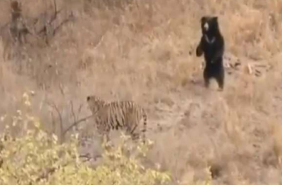 Bear beat tiger in battle, Mahamukabala lasted 1 minute and 21 seconds