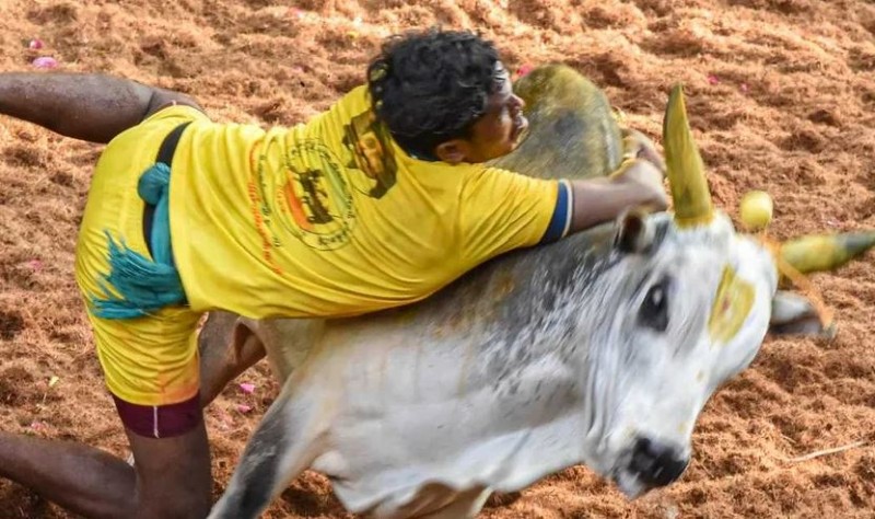 14-year-old boy crushed to death by a bull in Jallikattu