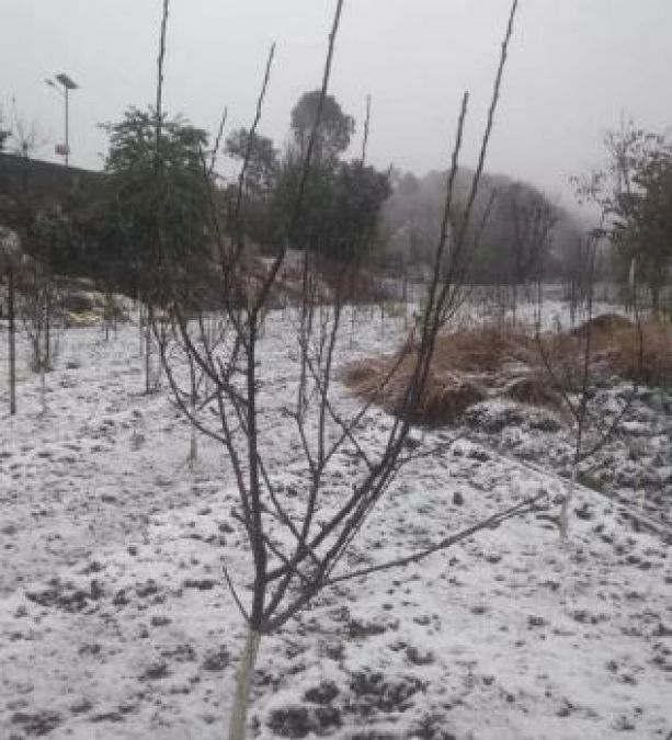 Huge snowfall caused a shock to the gardeners, prices of fruits increased