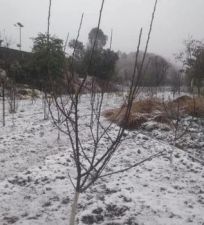 Huge snowfall caused a shock to the gardeners, prices of fruits increased