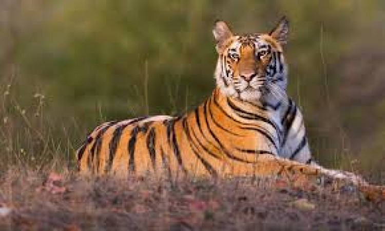 पर्यटक बना रहे थे बाघ का वीडियो, फिर जो हुआ उसे देखकर आप भी हैरान रह जाएंगे