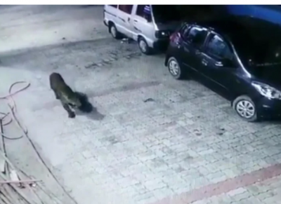 Dogs chased leopard that came from forest to city to hunt