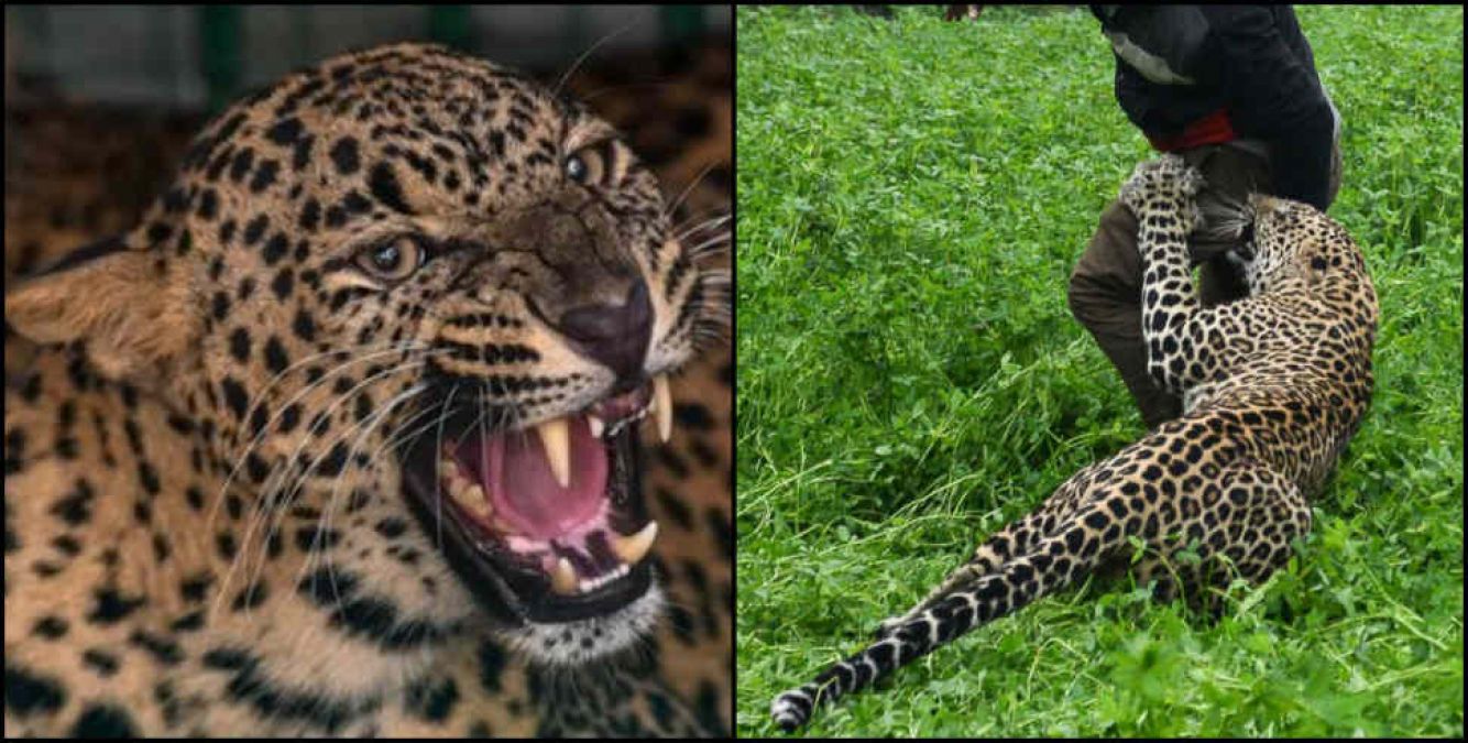 Leopards attacks young man returning from marriage and then ...