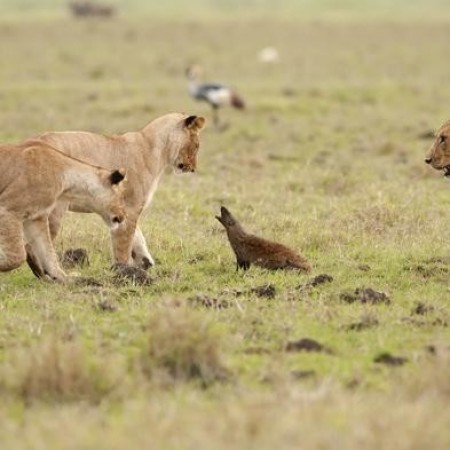 Mongoose Takes On Four Lions, Video Goes Viral