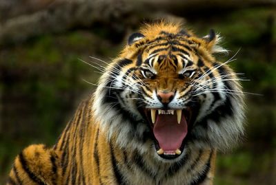 जब आदमी के पीछे लपका बाघ, पटक दिया जमीन पर, देखिए सांस रोक देने वाला Video